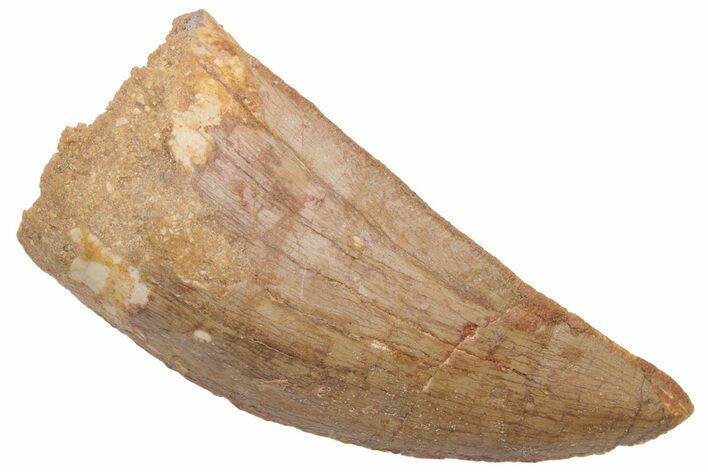 Serrated, Carcharodontosaurus Tooth - Real Dinosaur Tooth #230607